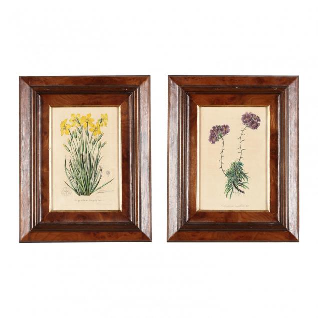 pair-of-19th-century-dutch-botanicals