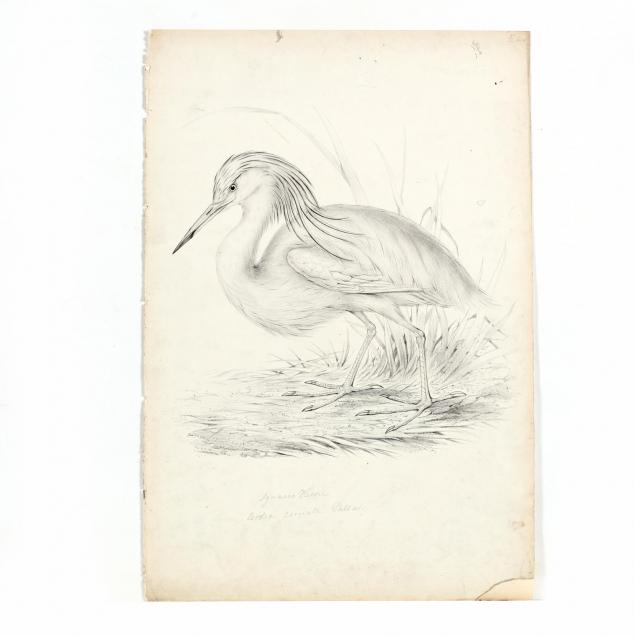 john-gould-br-1804-1881-rare-artist-proof-of-i-squacco-heron-ardea-comata-pallas-i