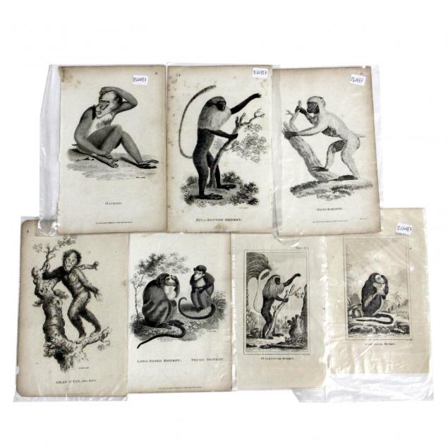 group-of-7-early-19th-century-engravings-illustrating-primates