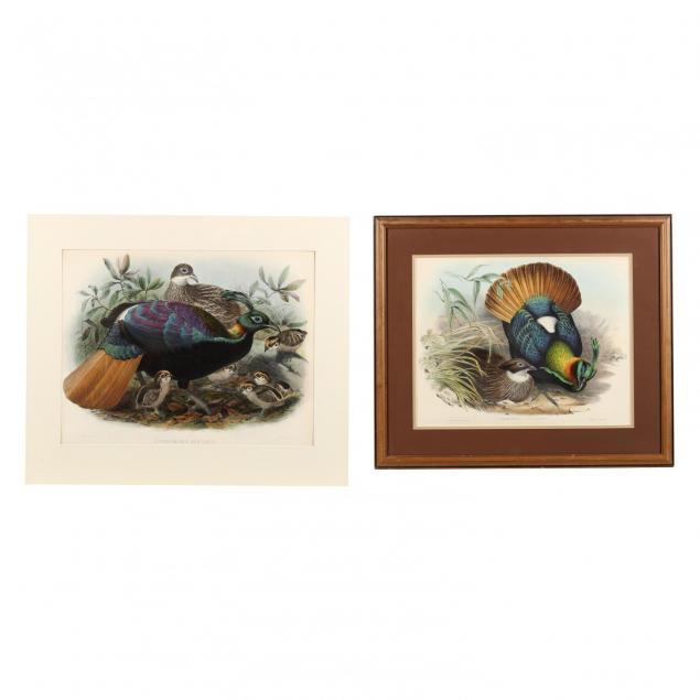 two-hand-colored-lithographs-picturing-the-lophophorus-impeyanus-himalayan-monal