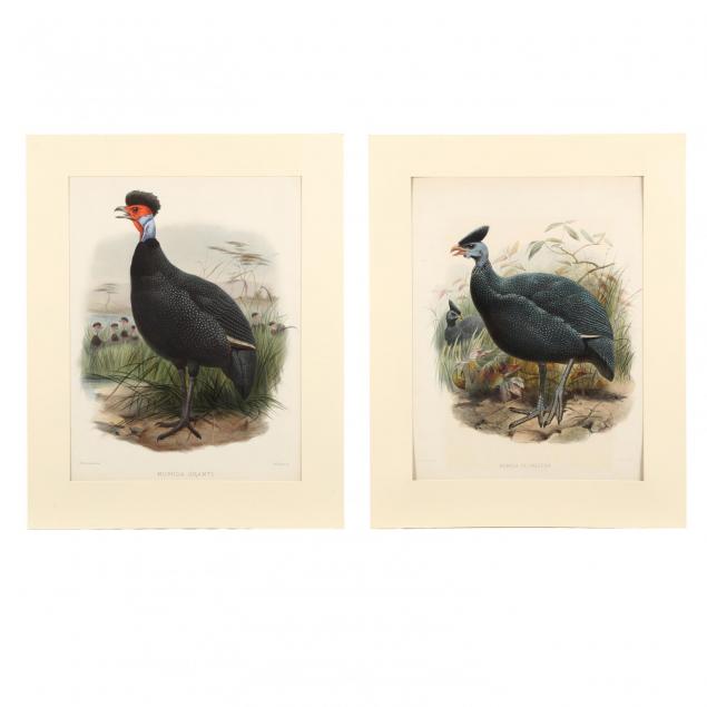 after-joseph-wolf-by-j-smit-19th-century-two-prints-picturing-guinea-fowl