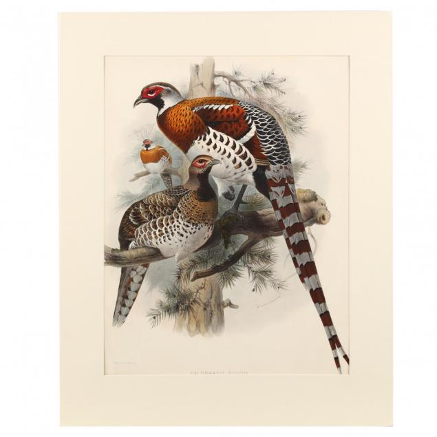 after-joseph-wolf-by-j-smit-19th-century-calophasis-ellioti-elliot-s-pheasant