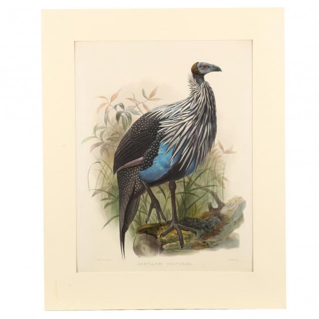 after-joseph-wolf-by-j-smit-19th-century-acryllium-vulturina-vulturine-guinea-fowl