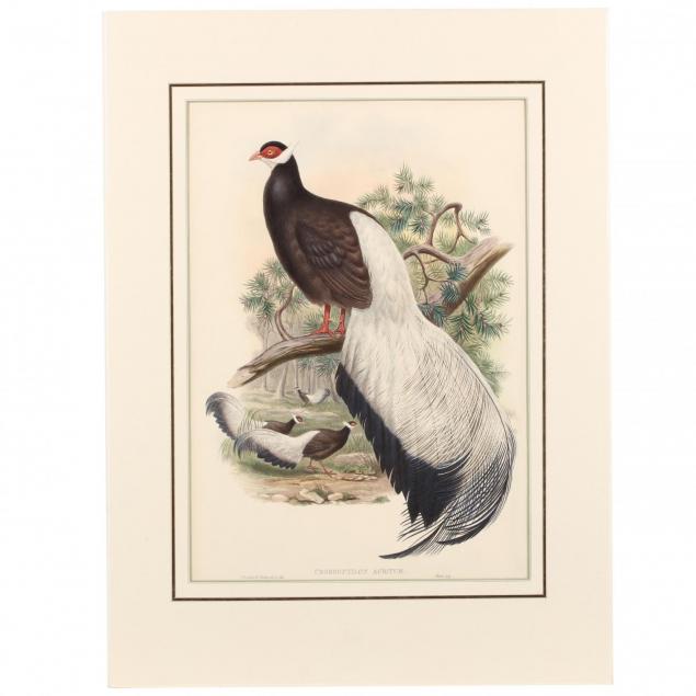 john-gould-british-1804-1881-crossoptilon-auritum-blue-eared-pheasant