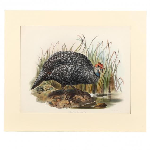 after-joseph-wolf-by-j-smit-19th-century-numida-mitrata-helmeted-guinea-fowl