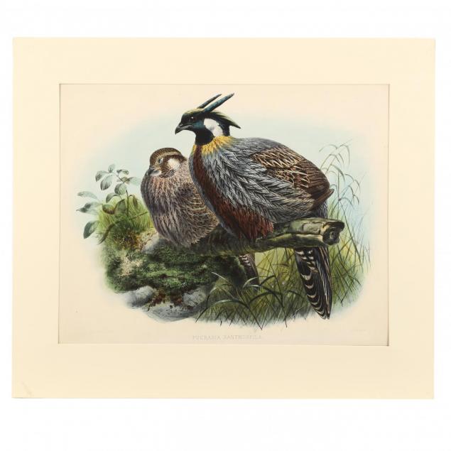 after-joseph-wolf-by-j-g-keulemans-19th-century-pucrasia-xanthospila-chinese-pucra-pheasant