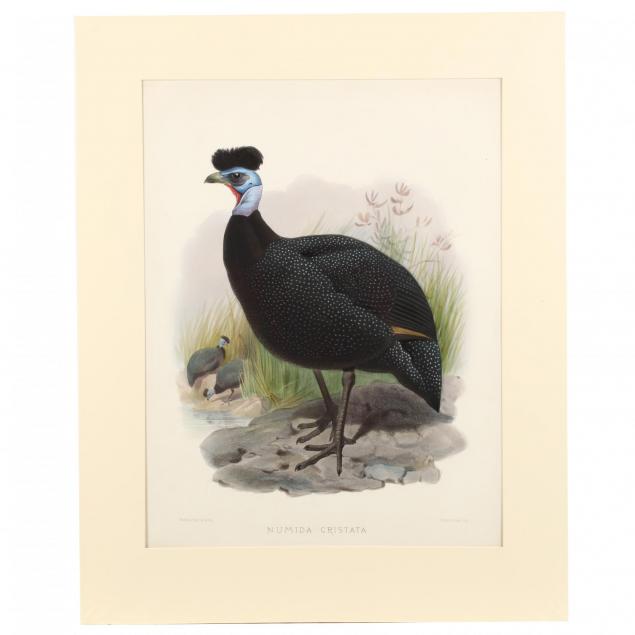 after-joseph-wolf-by-j-smit-19th-century-numida-cristata-crested-guinea-fowl
