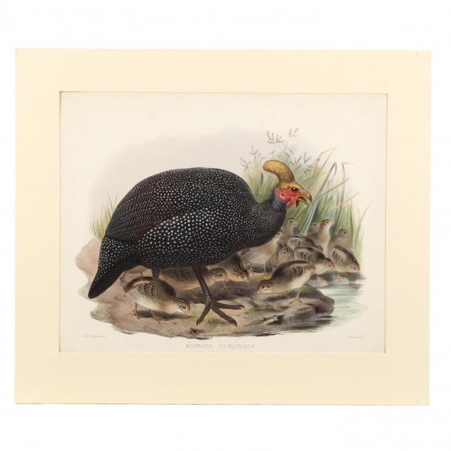 after-joseph-wolf-by-j-smit-19th-century-numida-coronata-crowned-guinea-fowl