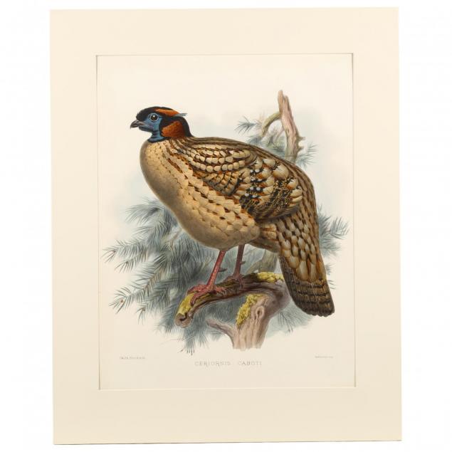 after-joseph-wolf-by-j-smit-19th-century-ceriornis-caboti-dr-cabot-s-horned-pheasant