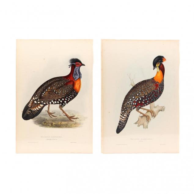 elizabeth-gould-1804-1841-two-prints-depicting-the-male-tragopan-hastings-ii