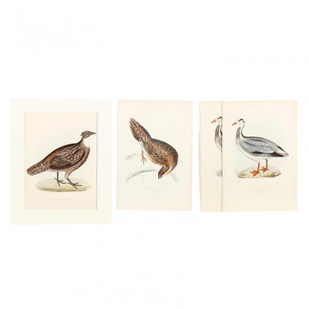 elizabeth-gould-1804-1841-four-hand-colored-lithographs-from-john-gould-s-i-a-century-of-birds-from-the-himalaya-mountains-i