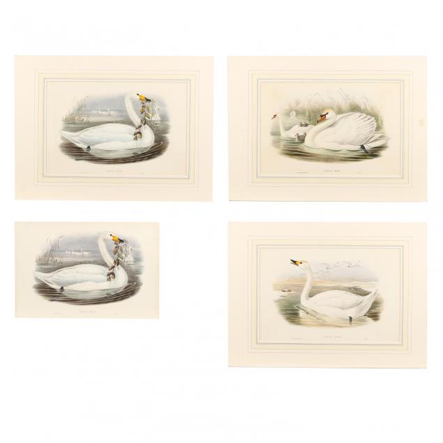 four-swan-prints-from-john-gould-s-i-the-birds-of-great-britain-i