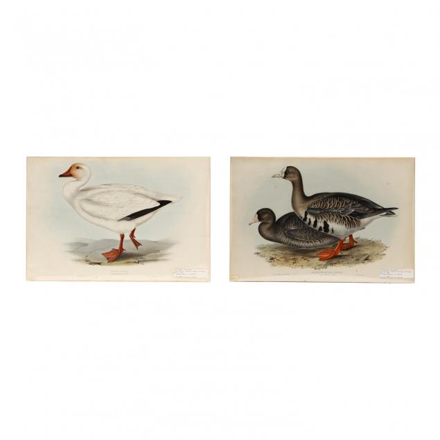 j-e-gould-british-19th-century-pair-of-goose-prints-from-john-gould-s-i-the-birds-of-europe-i