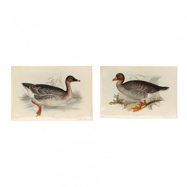 edward-lear-british-1812-1888-pair-of-goose-prints-from-john-gould-s-i-the-birds-of-europe-i