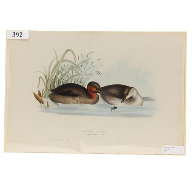 j-e-gould-british-19th-century-little-grebe-or-dabchick