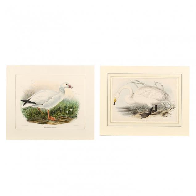 two-large-19th-century-prints-from-bird-monographs-gould-and-elliot