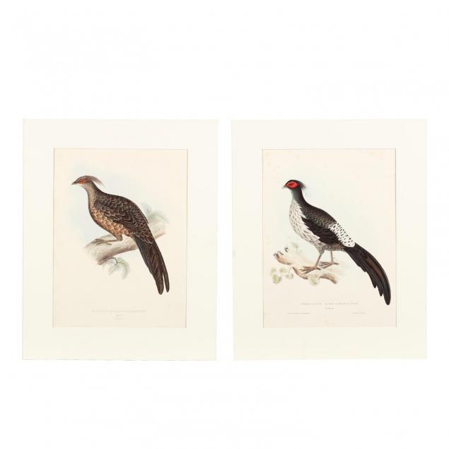 elizabeth-gould-1804-1841-two-prints-depicting-the-male-and-female-phasianus-albo-cristatus