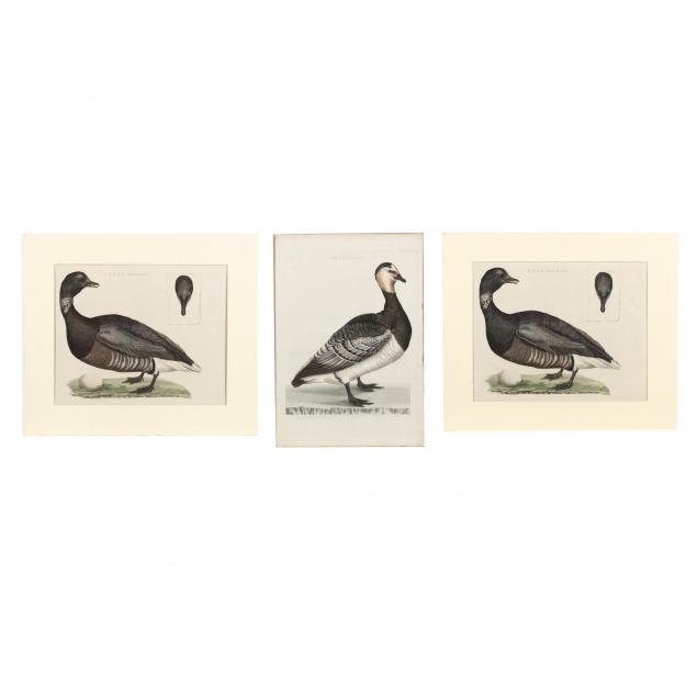 cornelius-nozeman-dutch-1712-1786-three-goose-prints