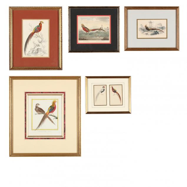 group-of-5-hand-colored-engravings-depicting-golden-and-painted-chinese-pheasants