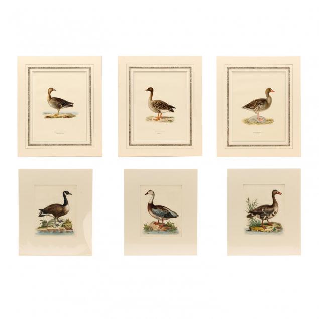 group-of-6-english-and-continental-goose-and-duck-prints