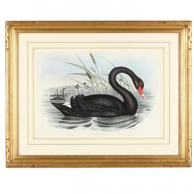 j-gould-h-c-richter-19th-century-cygnus-atratus-black-swan