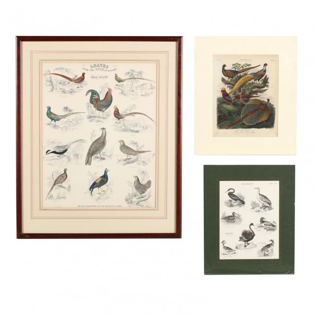 three-19th-century-engravings-picturing-multiple-birds