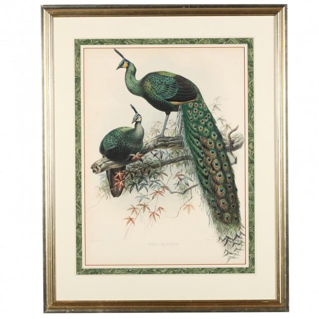 after-joseph-wolf-by-j-g-keulemans-19th-century-pavo-muticus-pea-fowl