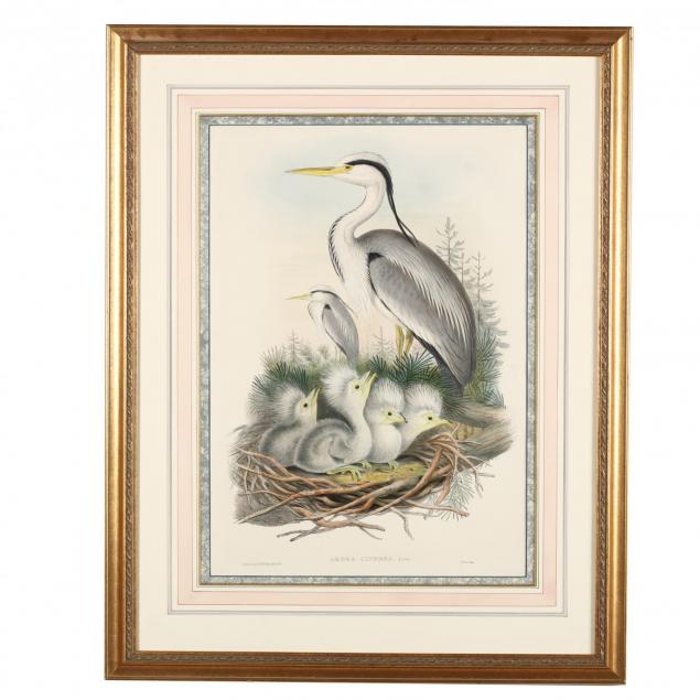 j-gould-h-c-richter-19th-century-ardea-cinerea-grey-heron