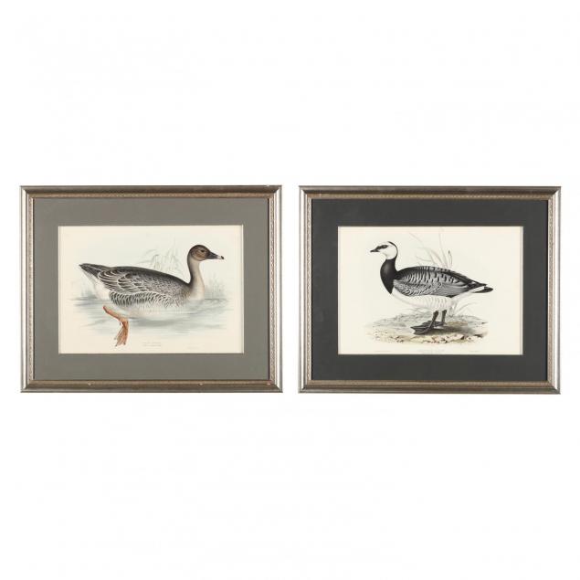 two-goose-prints-from-john-gould-s-i-the-birds-of-europe-i