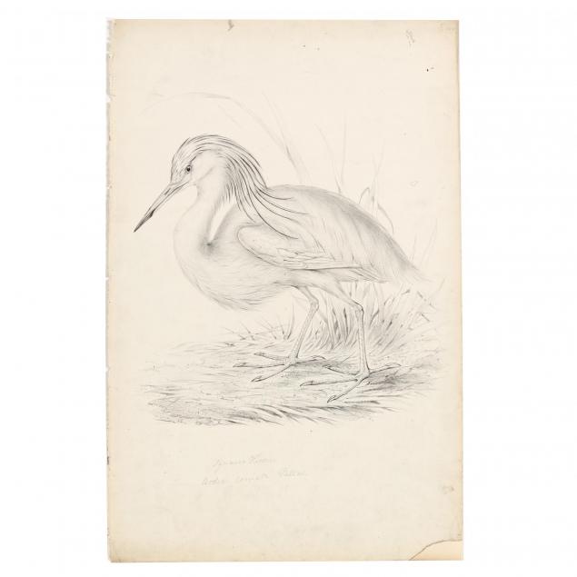 john-gould-british-1804-1881-rare-artist-proof-of-squacco-heron-ardea-comata-pallas