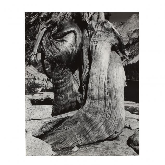 edward-weston-american-1886-1958-juniper-lake-tenaya