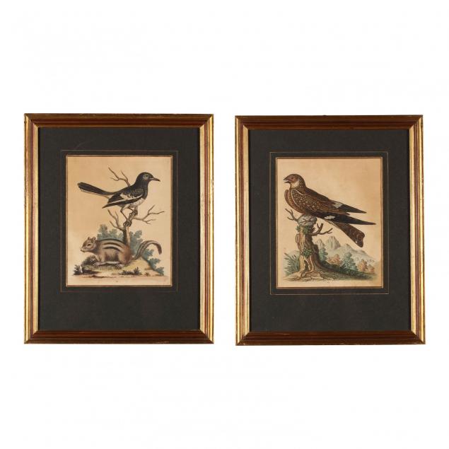 pair-of-hand-colored-ornithological-bookplate-prints