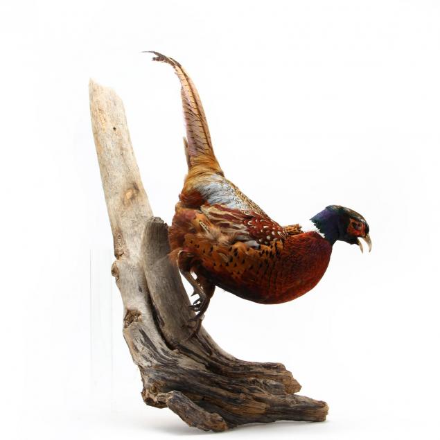 vintage-taxidermy-pheasant