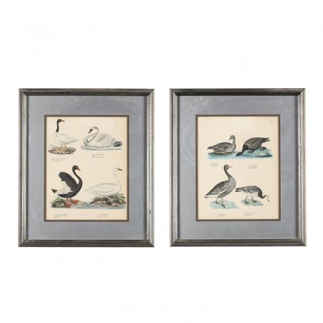 pair-of-german-ornithological-prints-picturing-geese-and-swans