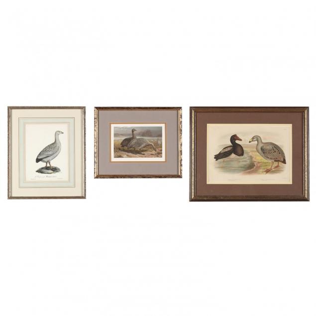 three-framed-prints-depicting-the-cape-barren-goose