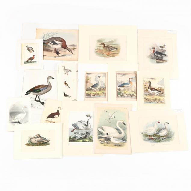 group-of-16-assorted-ornithological-prints