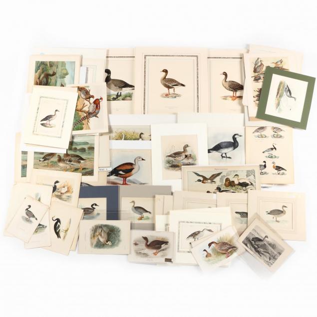 large-group-approx-60-19th-early-20th-century-duck-and-goose-prints