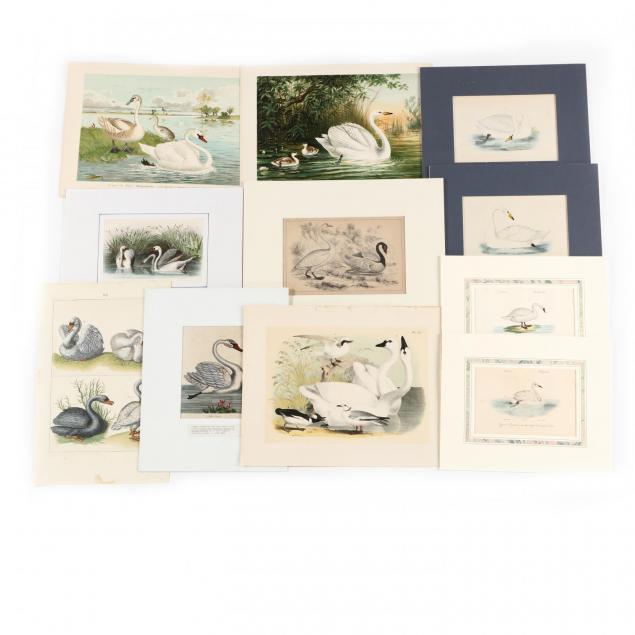 group-approx-12-prints-depicting-swans