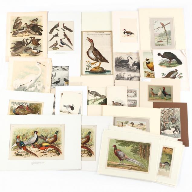 large-group-over-30-assorted-ornithological-prints