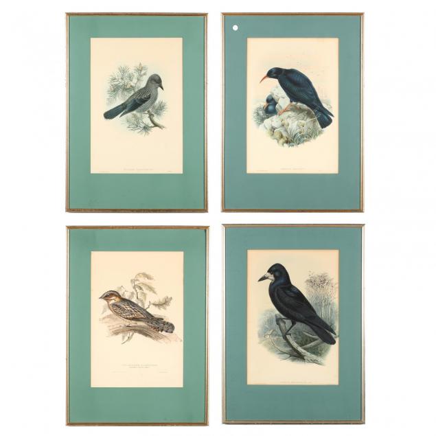 group-of-4-prints-from-john-gould-ornithological-monographs