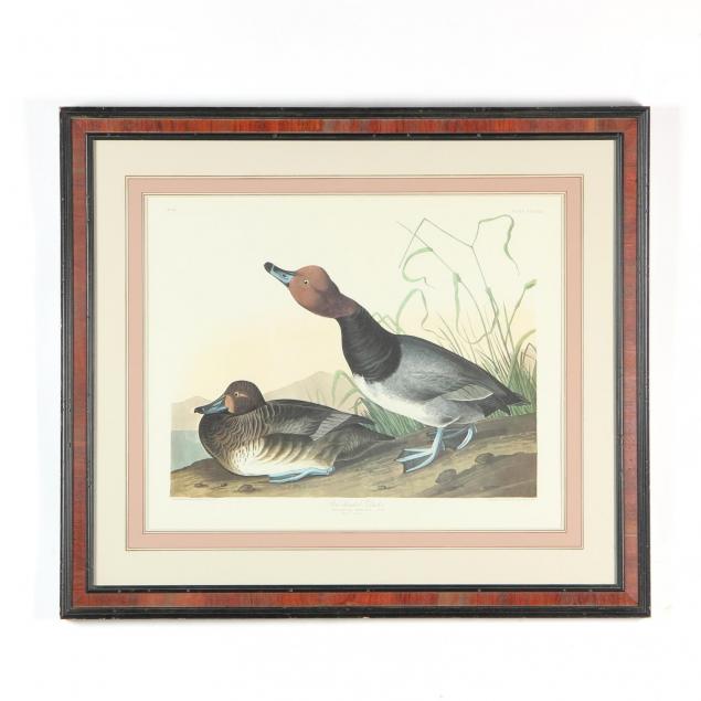john-james-audubon-american-1785-1851-i-red-headed-duck-i