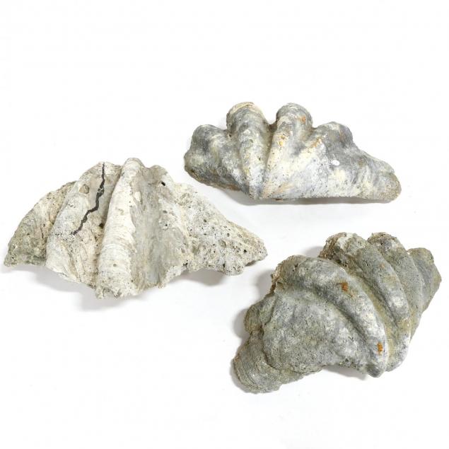 three-giant-clam-tridacna-gigas-shells