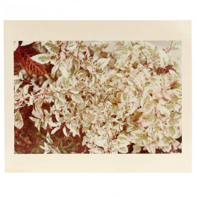 william-eggleston-american-b-1939-untitled-from-i-jamaica-botanical-series-i