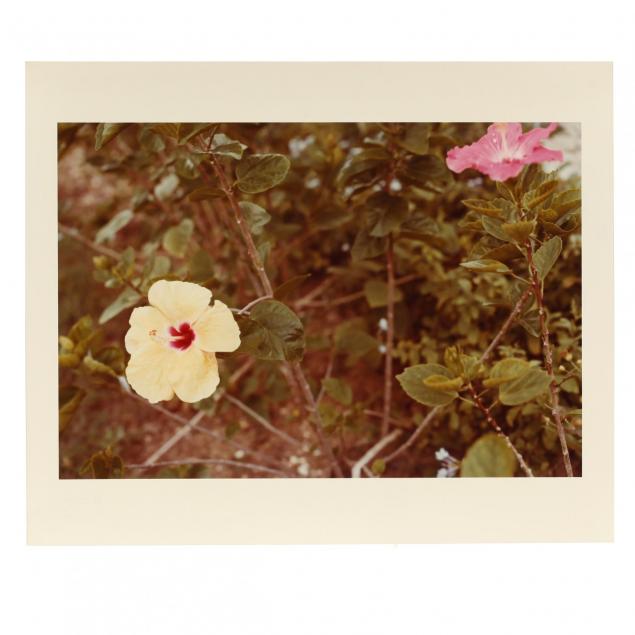 william-eggleston-american-b-1939-untitled-from-i-jamaica-botanical-series-i