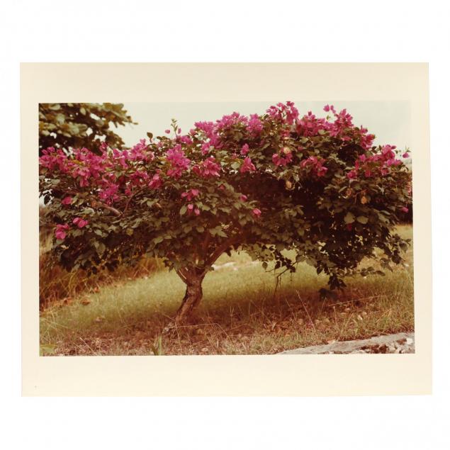 william-eggleston-american-b-1939-untitled-from-i-jamaica-botanical-series-i