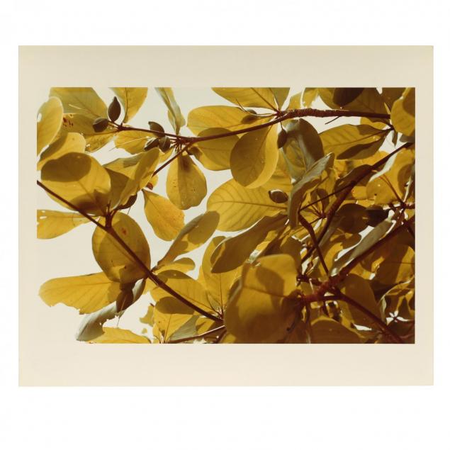 william-eggleston-american-b-1939-untitled-from-i-jamaica-botanical-series-i