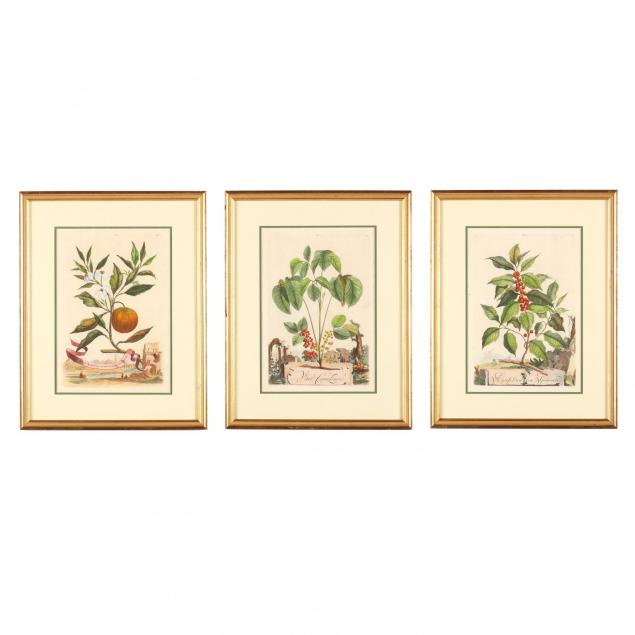 group-of-3-framed-abraham-munting-botanical-prints
