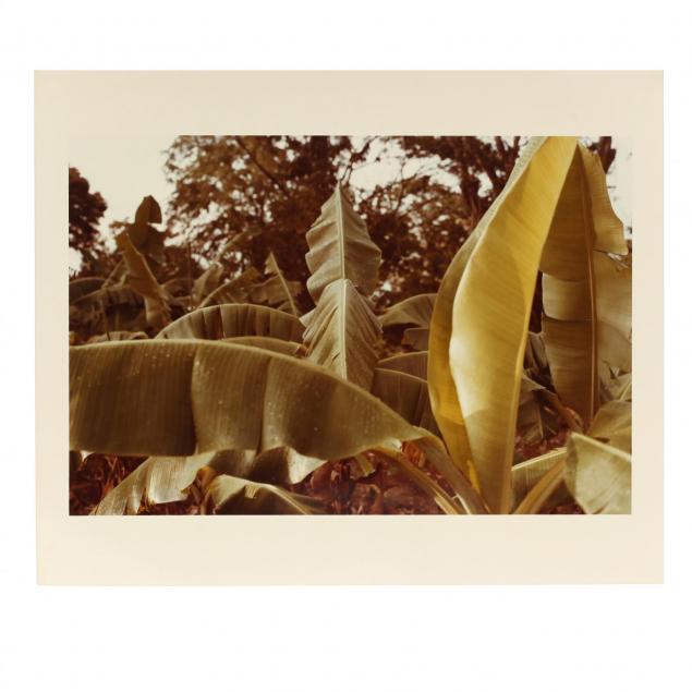 william-eggleston-american-b-1939-untitled-from-i-jamaica-botanical-series-i