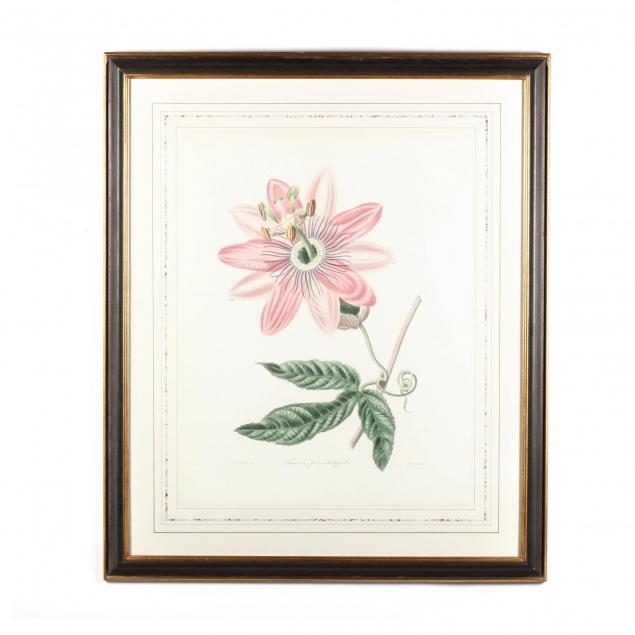 after-augusta-innes-withers-british-1793-1870-i-tacsonia-pinnatistipula-passion-flower-i