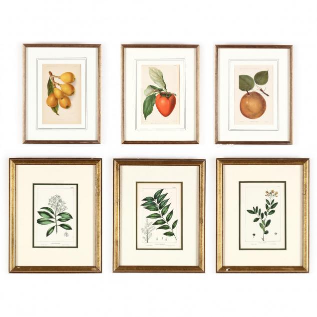 group-of-6-antique-botanical-prints